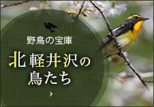 野鳥の宝庫　北軽井沢の鳥たち